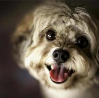 Close up portrait of cute puppy dog with tongue out photo