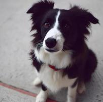 Close up portrait of cute Border Collie dog sitting on a floor looking up photo