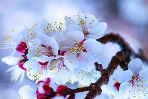 Blossom of branches of apricot tree photo
