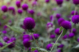 Abstract nature of Globe Amaranth or Bachelor Button purple flowers. Beautiful when planted in groups. photo