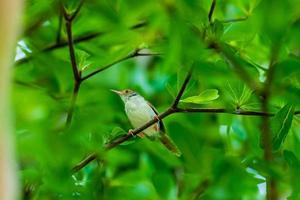 Common Tailorbird perched on tree photo