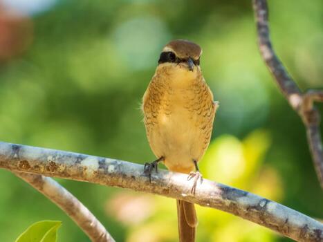 actuación en "The Shrike" marrón posado en un árbol foto