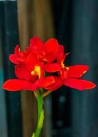 orchid flower blooming in the garden photo