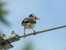 Asian Pied Starling perched on wire photo