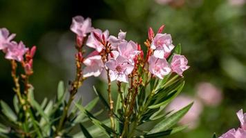 adelfa dulce, bahía rosa que florece en el parque foto