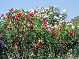 Sweet Oleander, Rose bay blooming in the park photo