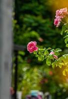 pink rose blooming in the garden photo