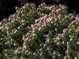 adelfa dulce, bahía rosa que florece en el parque foto