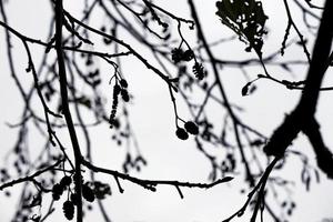 Silhouettes of tree branches with little cones on white sky winter sky background photo