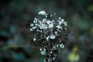 Blue branched lichen moss on deep green forest bokeh background photo