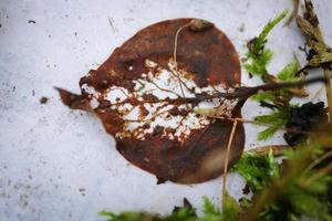 Brown leaf with visible veins skeleton in center lying on a bit dirty snow with green mossy grass in contrast photo