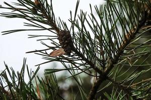 Small pine cone hanging on a branch with green long needles with stuck little yellow leaf on white sky background photo