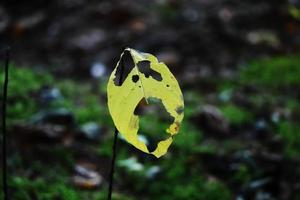 Small yellow leaf with huge holes hanging on tiny branch on dark green forest background photo