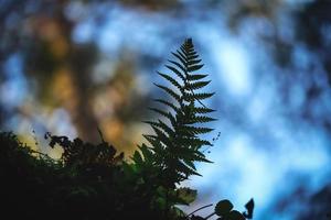 Little fern branch dark silhouette on blue sky in forest background with visible autumn yellow foliage photo