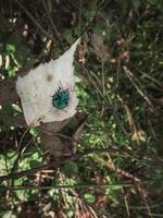 pequeña hoja de otoño gris con bicho verde colgando de ramas delgadas sobre fondo de bosque verde oscuro foto