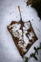 Skeleton leaf lying on a bit dirty snow in seasonal grey early winter atmosphere photo