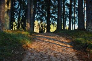 Walking stone path in a forest with sunset light beams shining through the trees of the woods photo