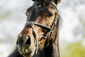 Horse on the farm photo