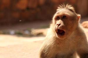 Bonnet Macaque Monkey in Badami Fort. photo