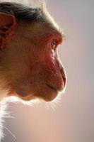 Bonnet Macaque Monkey in Badami Fort. photo