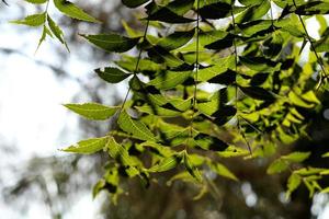 Neem Tree Leaf Branch photo