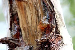 goma de mascar en el árbol de neem, almatti foto