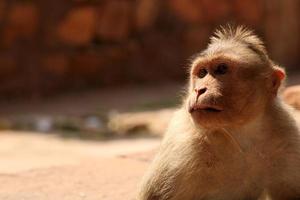 Bonnet Macaque Monkey in Badami Fort. photo