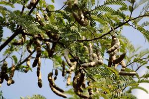 Tamarind Fruits are Hanging on the Tree. photo