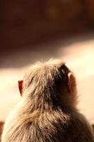 Bonnet Macaque Monkey in Badami Fort. photo