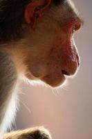 Bonnet Macaque Monkey in Badami Fort. photo