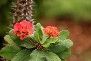 euphorbia milii flores en almatti, karnataka. foto