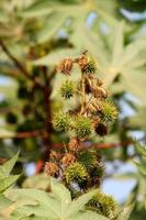 Nueces de ricinus communis colgando del árbol. foto