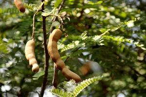 las frutas de tamarindo cuelgan del árbol. foto