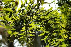 Neem Tree Leaf Branch photo