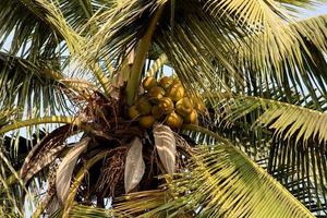 Coconuts hanging on a tree. photo