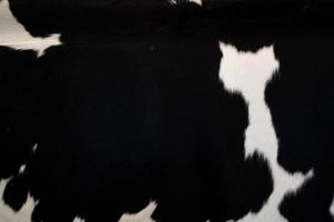alfombra de piel con fondo de patrón de piel de vaca negra. patrón de textura de vaca. plantilla de piel de animal. punto de fondo. foto