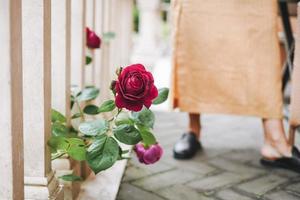 Bush with red roses grows in backyard of house against background of women's legs photo