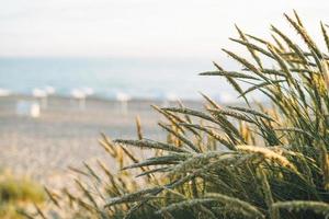 Green grass dunes on background of sandy beach of the Baltic Sea photo