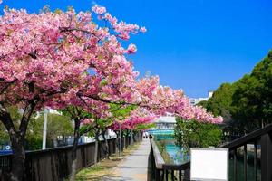 las flores de cerezo rosa sakura están floreciendo maravillosamente. a lo largo del canal a lo largo de la pasarela foto