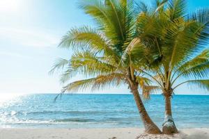 palmera en la playa tropical, con una hermosa vista al mar sobre el fondo de la naturaleza del cielo azul foto