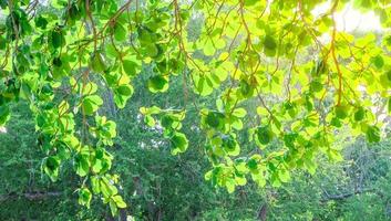 Beautiful green leaves and bright sun background photo