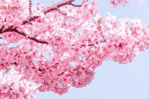 Beautiful pink cherry blossoms Sakura with refreshing in the morning on blue sky background in japan photo