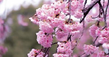 color pastel suave hermosa flor de cerezo sakura floreciendo con desvanecimiento en flor de sakura rosa pastel, plena floración una temporada de primavera en japón foto