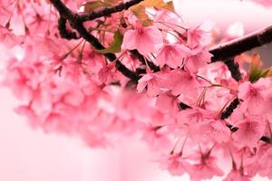 color pastel suave hermosa flor de cerezo sakura floreciendo con desvanecimiento en flor de sakura rosa pastel, plena floración una temporada de primavera en japón foto