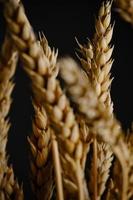 Ears ripe wheat black background. photo