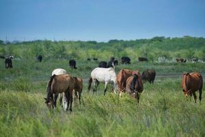 caballos de manada y manada de vacas pastan de fondo en el prado. foto
