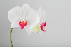 Tropical white Orchid on a gray, light background. Free space, Copy-Space photo