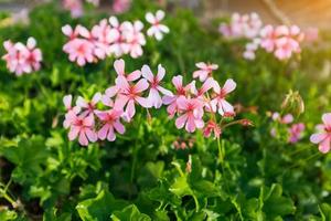 Closeup of geranium macrorrhizum, crane's bill in bloom among green spring foliage photo