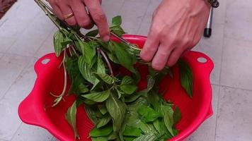 The chef's hand is plucking the Sweet Basil leaves from the branches into the red basin. to prepare food video