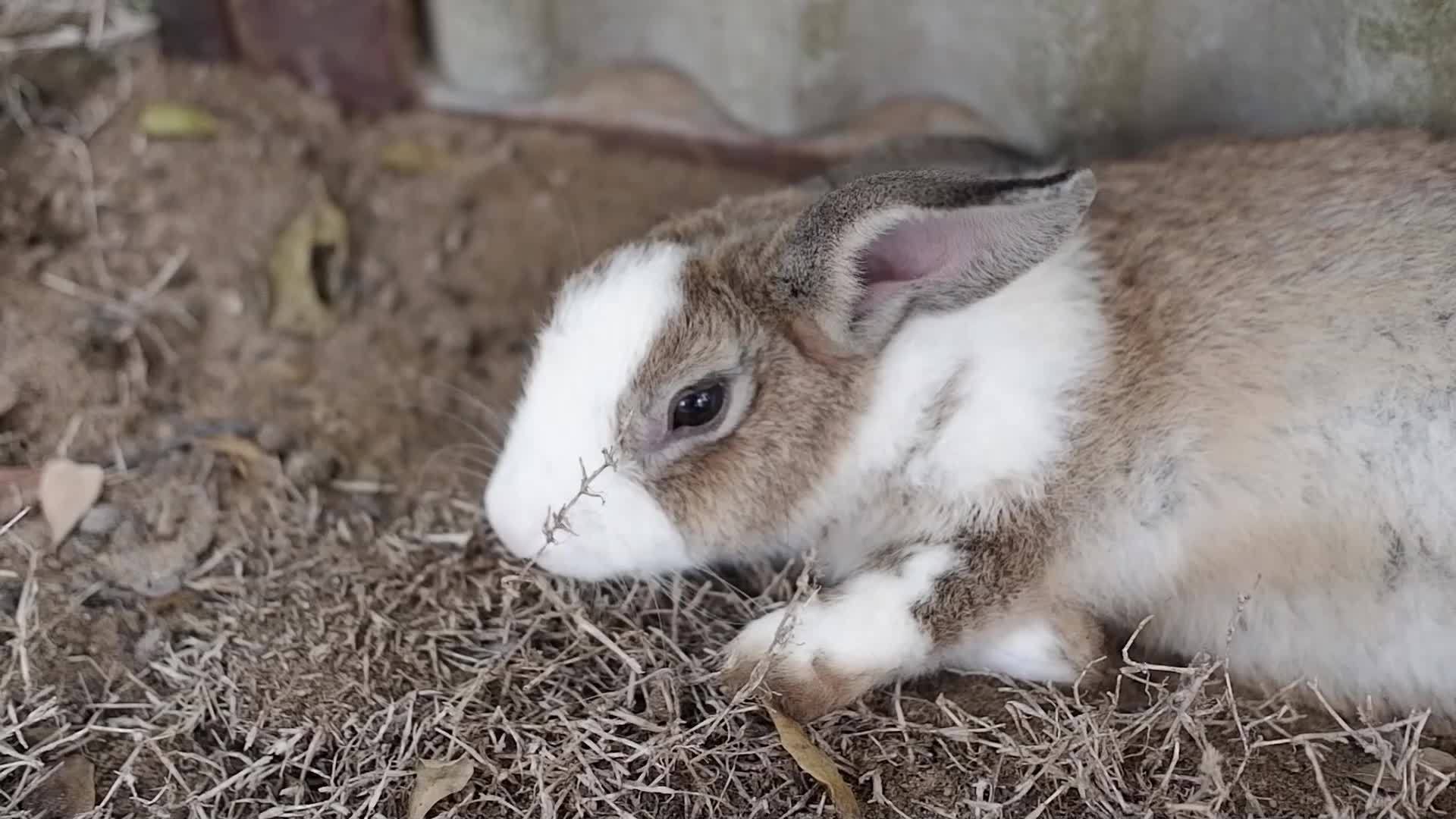 rabbit resting Stay in his house, whether he eats, sleeps, or walks. 16279148 Stock Video at